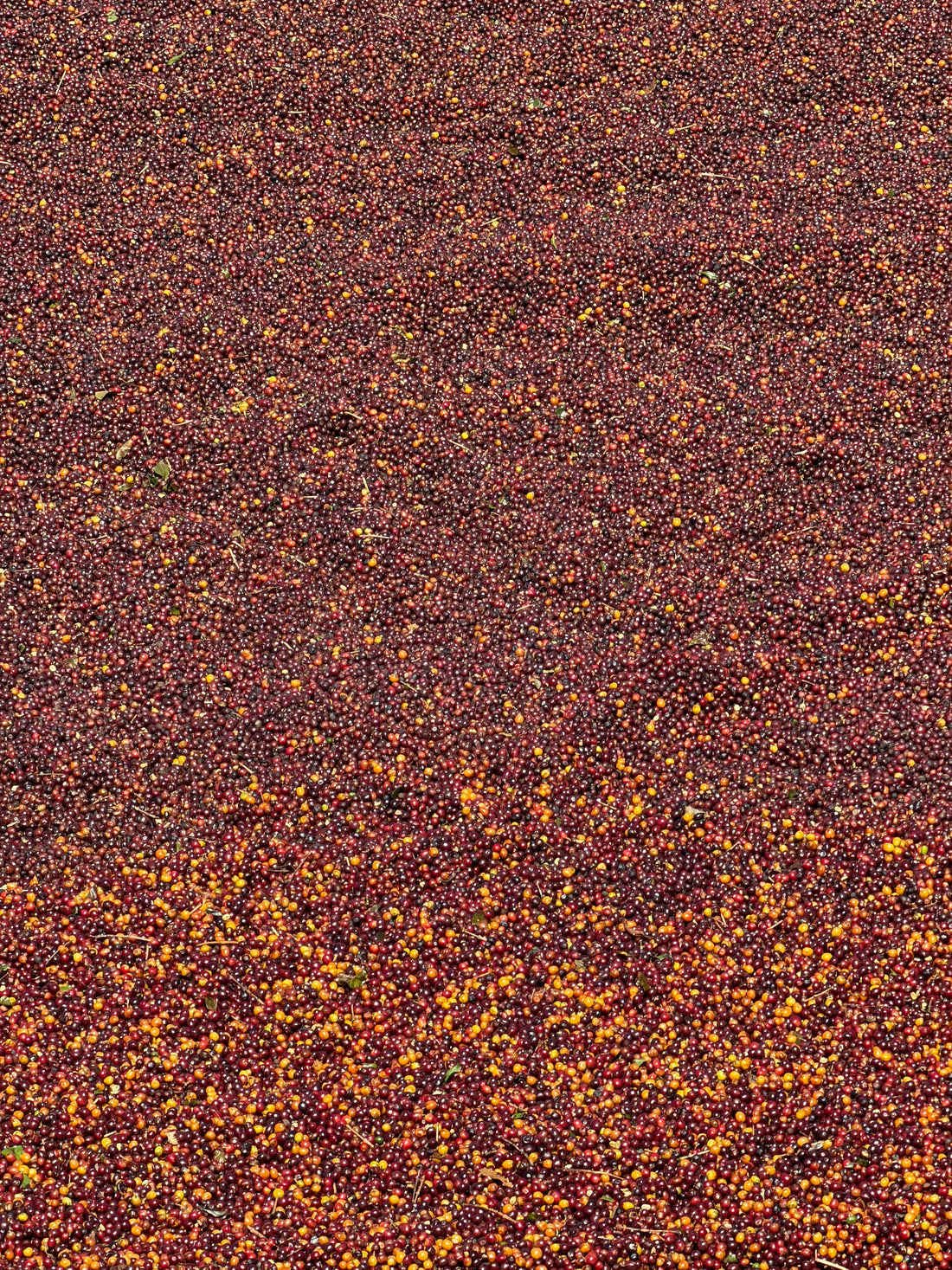 What Is Geisha Coffee? The World's Most Celebrated Bean