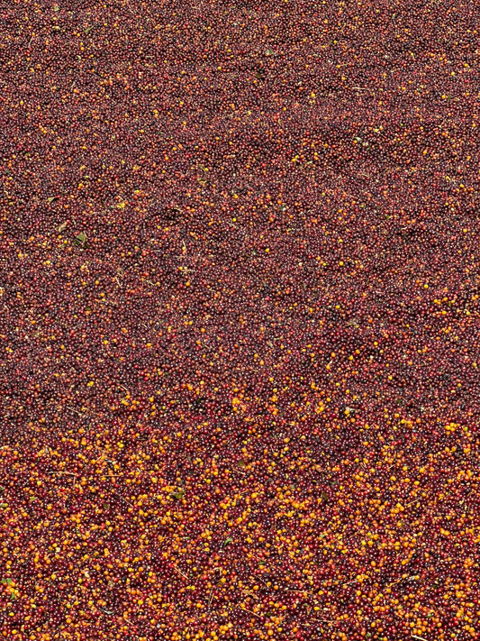 What Is Geisha Coffee? The World's Most Celebrated Bean