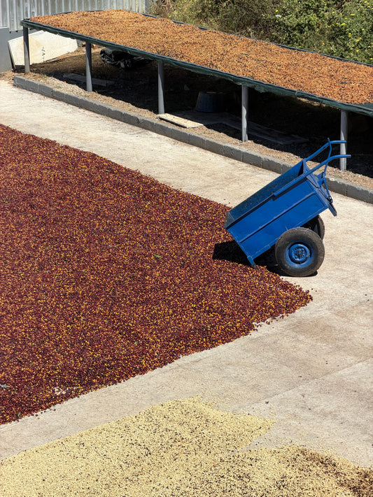 Honey, Natural & Anaerobic Processing Explained